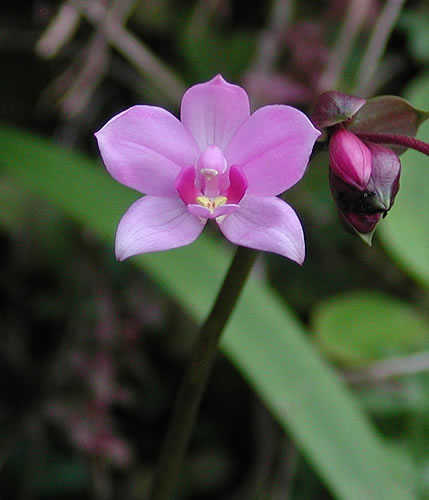 tiny orchid