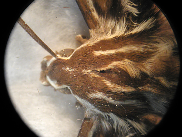 hairy moth under microscope