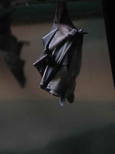 hanging bat