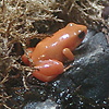 tiny orange frog