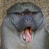 yawning monkey