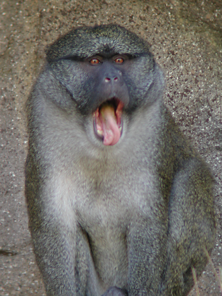 yawning monkey