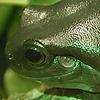 iridescent frog