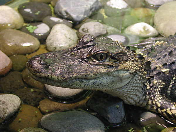 handsome croc
