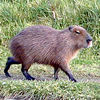 capybaras