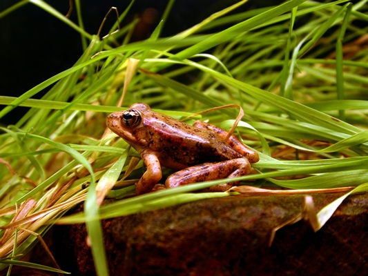 frog in grass