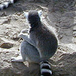 lemurs