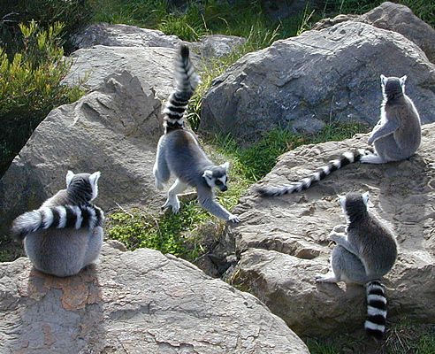 lemurs