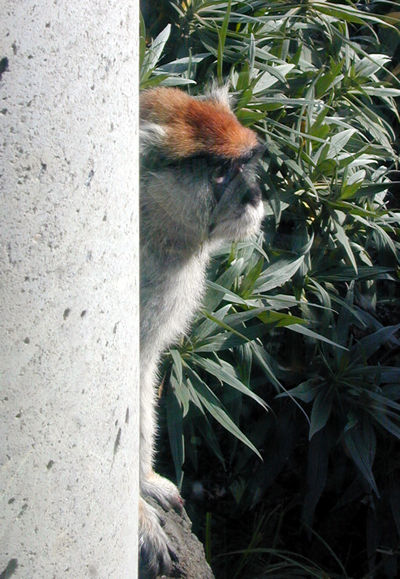 patas monkey