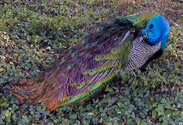 peacock