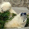 polar bear with leaves