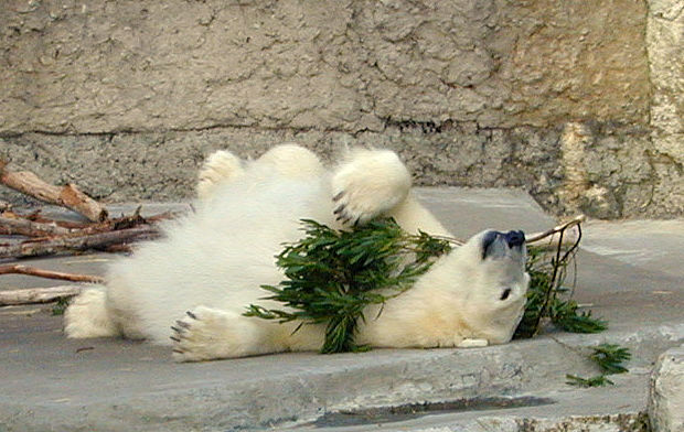 polar bear with leaves