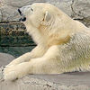 polar bear stretching