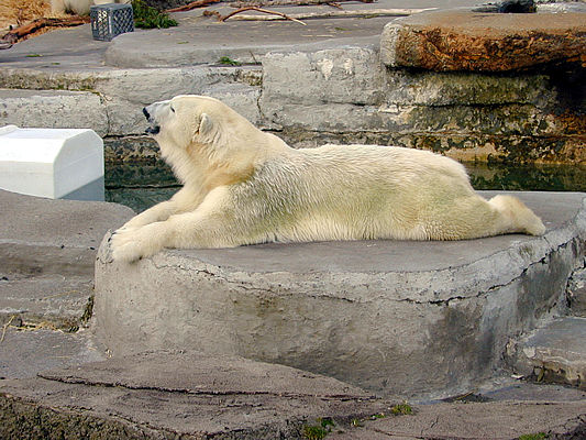 polar bear stretching