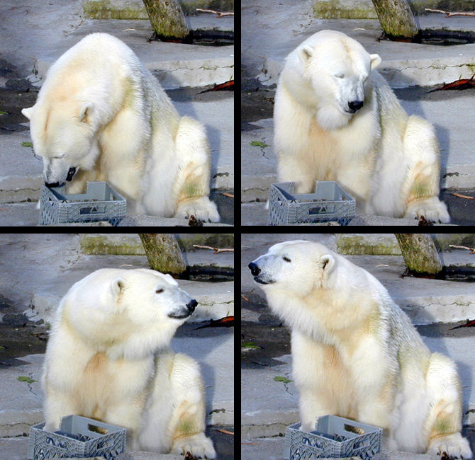 polar bear with crate