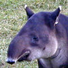 tapir