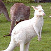 white kangaroo