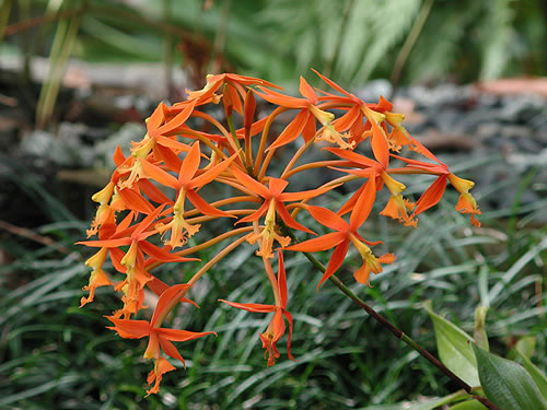 orange flowers