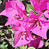 bougainvillea