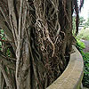 banyan