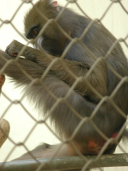 scratching mandrill