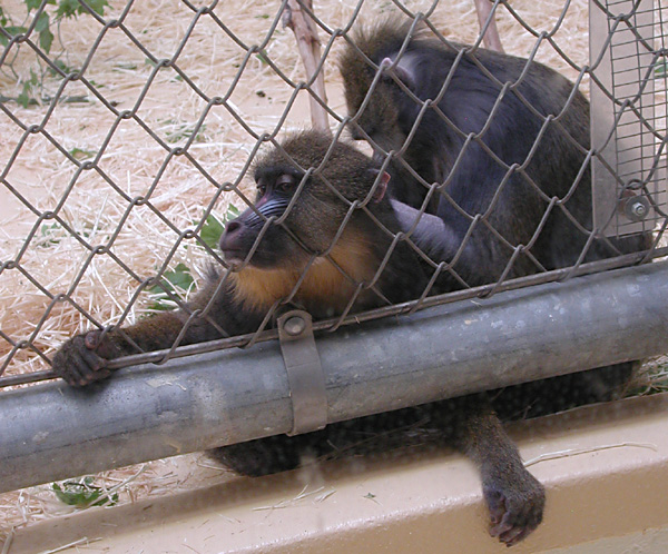 grooming mandrills