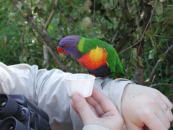 happy lorikeet