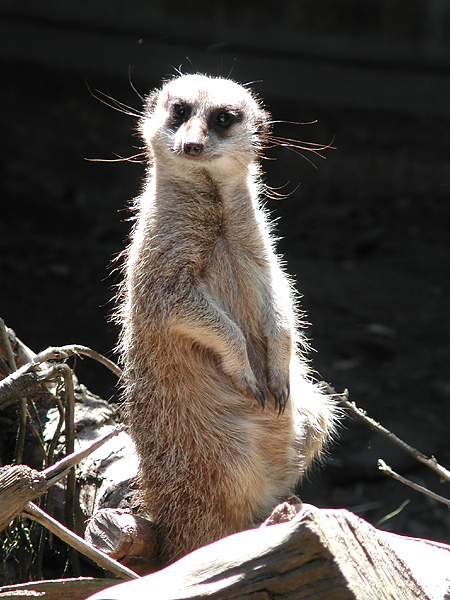 meerkat