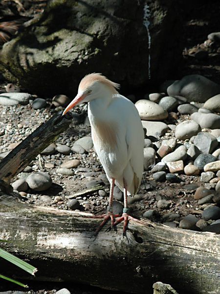 handsome bird