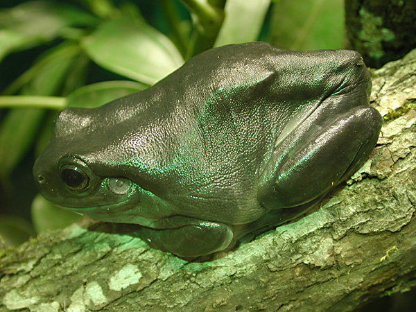 iridescent frog