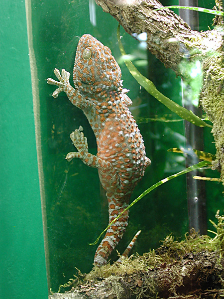 bright gecko